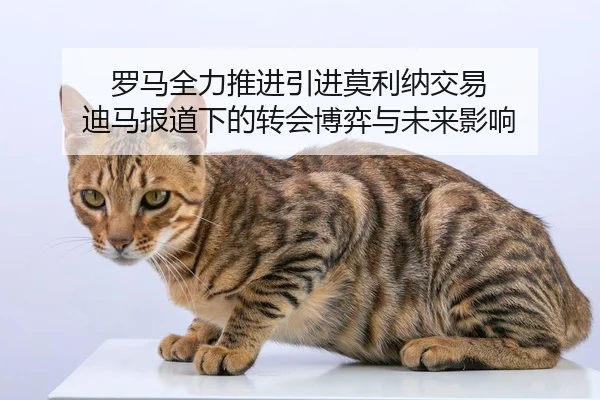 罗马全力推进引进莫利纳交易 迪马报道下的转会博弈与未来影响